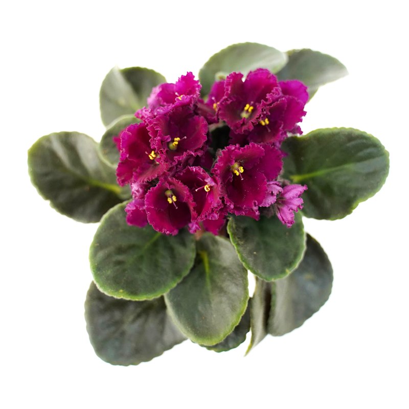 Chậu Hoa Thiết Kế Điều Ngọt Ngào 103 African Violet Saintpaulia Violet Châu Phi Dalat Hasfarm 