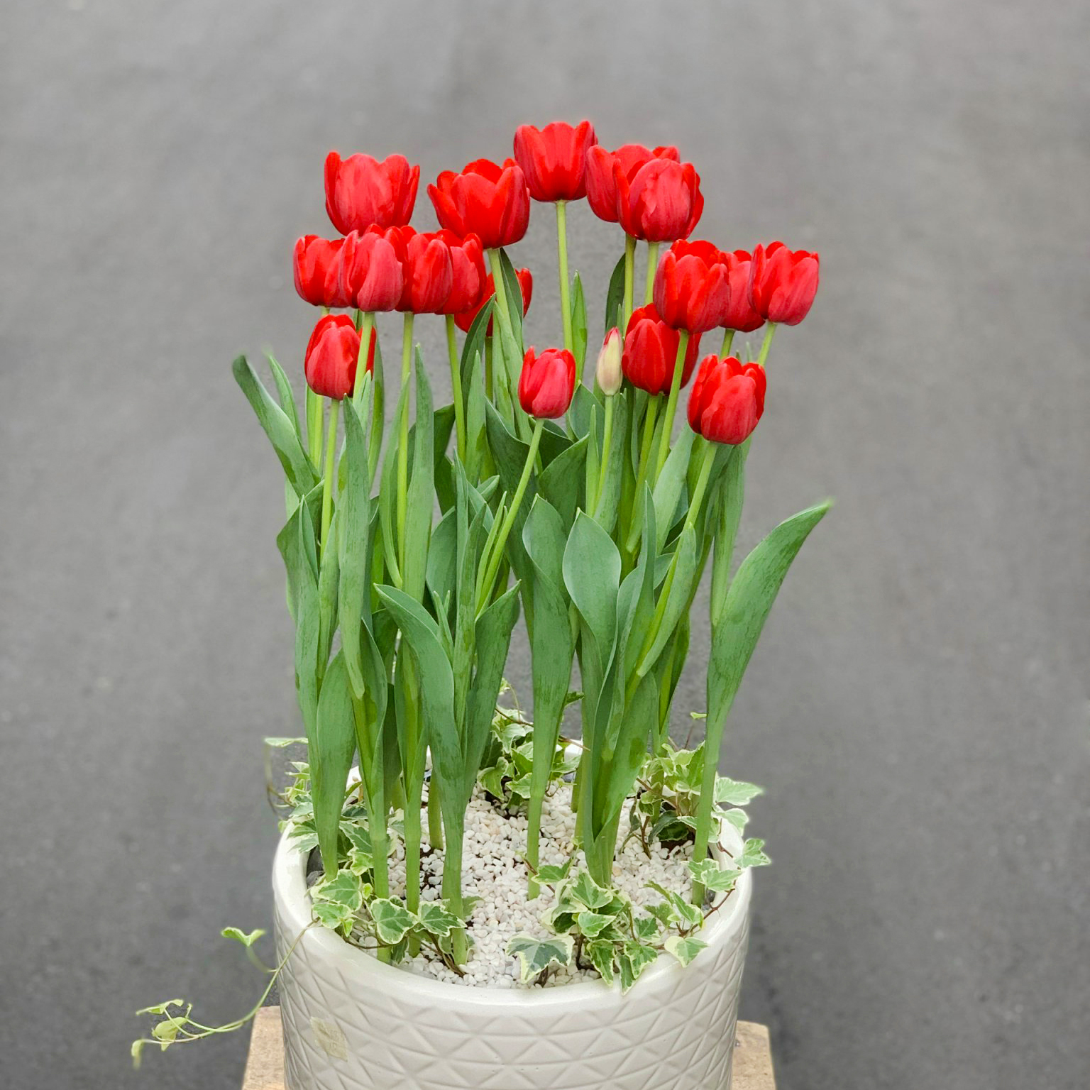 mẫu chậu hoa Tulip thiết kế đẹp