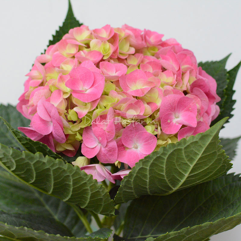 Chậu Hoa Thiết Kế Chân Thành 065, Chậu Hoa Cẩm Tú Cầu Hydrangea Dalat Hasfarm