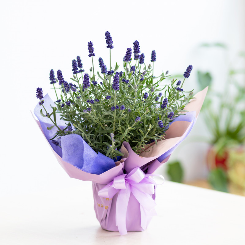 Chậu Giấy Gói Hoa Lavender 081