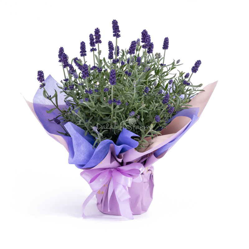 Chậu Giấy Gói Hoa Lavender 081