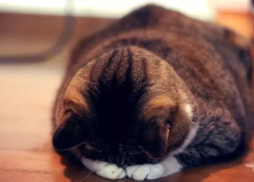 User Submitted Image