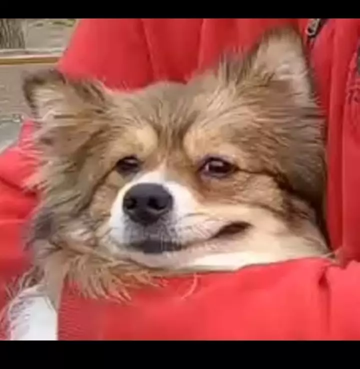 User Submitted Image