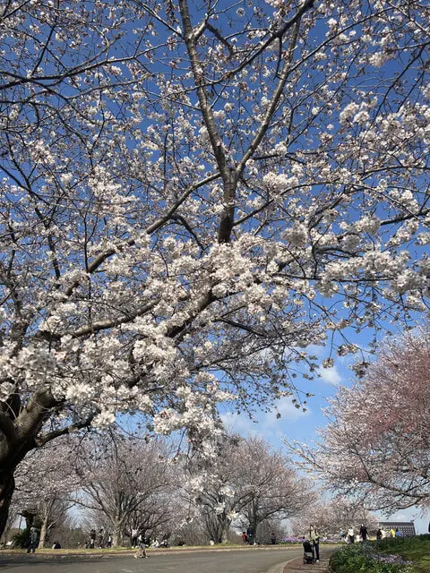 User Submitted Image