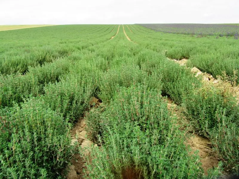 User Submitted Image