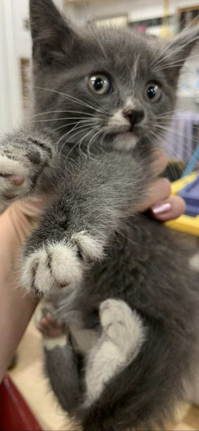 User Submitted Image