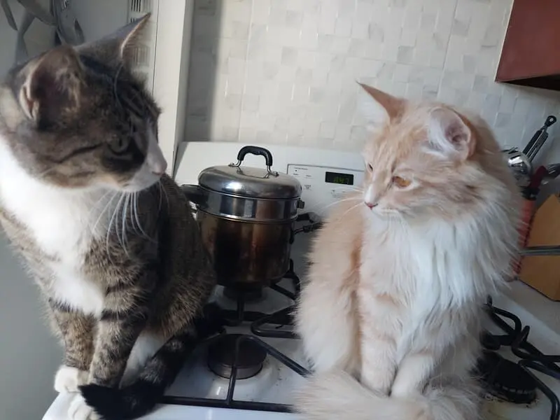 User Submitted Image