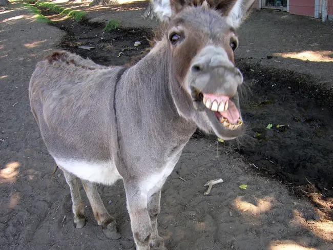 User Submitted Image