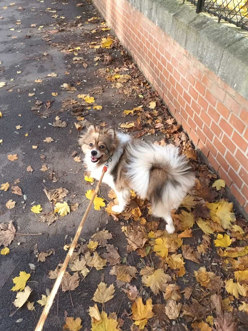 User Submitted Image