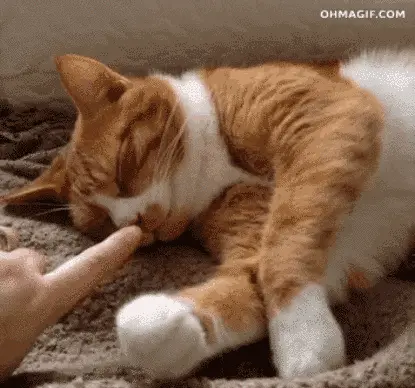 User Submitted Image