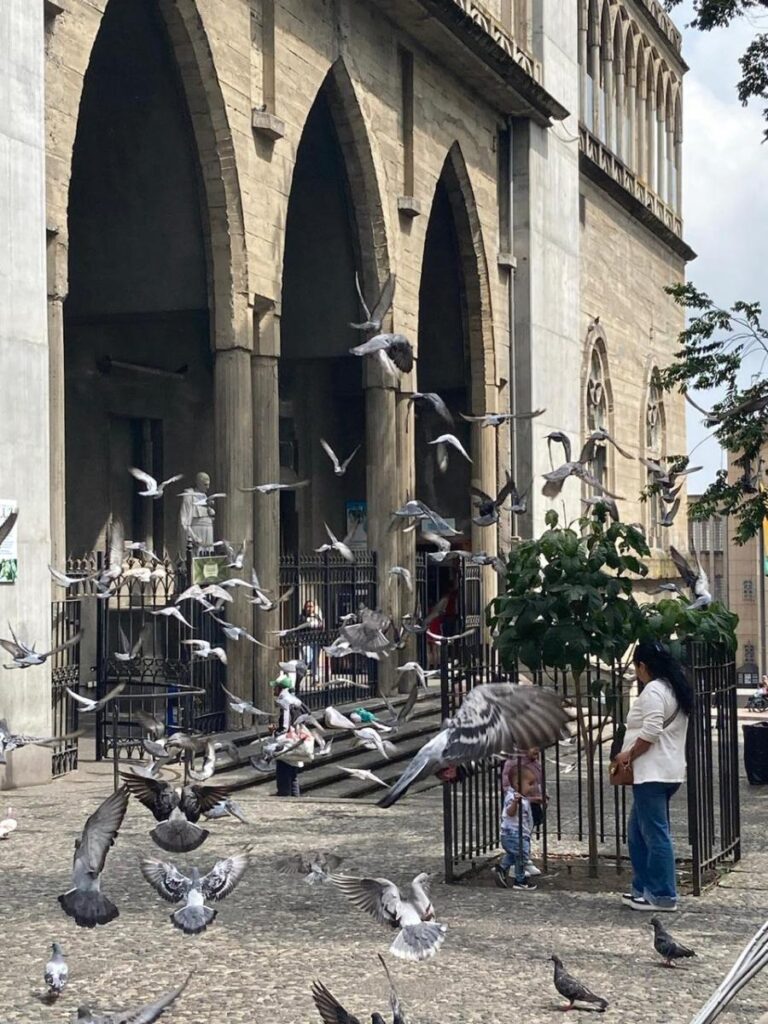 Lanzan campaña para no alimentar a las palomas en el Centro Histórico de Manizales – Frontera Informativa