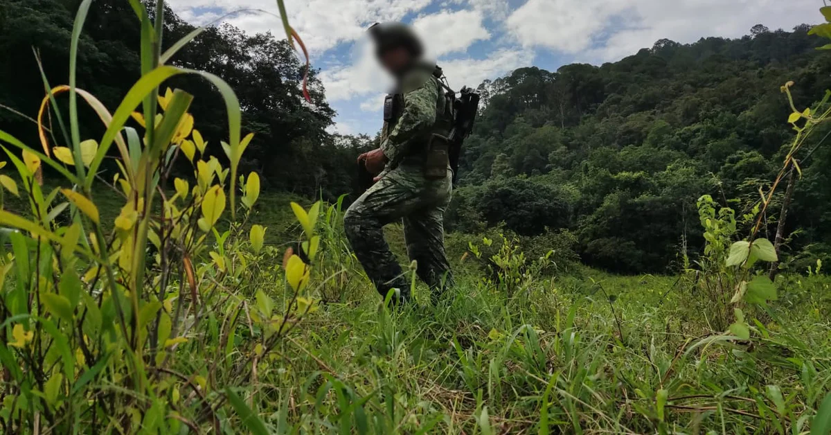 Efectivos de la Sedena realizando labores de destrucción en el último plantío de hoja de coca descubierto en Guerrero. (Infobae)