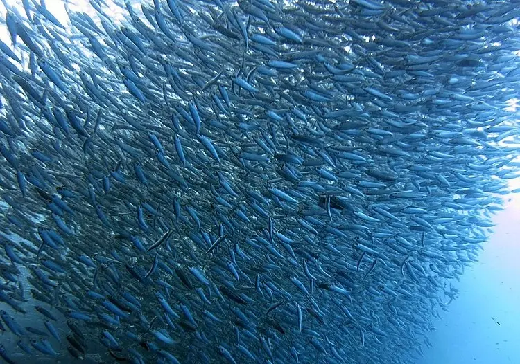 The Moalboal sardine run