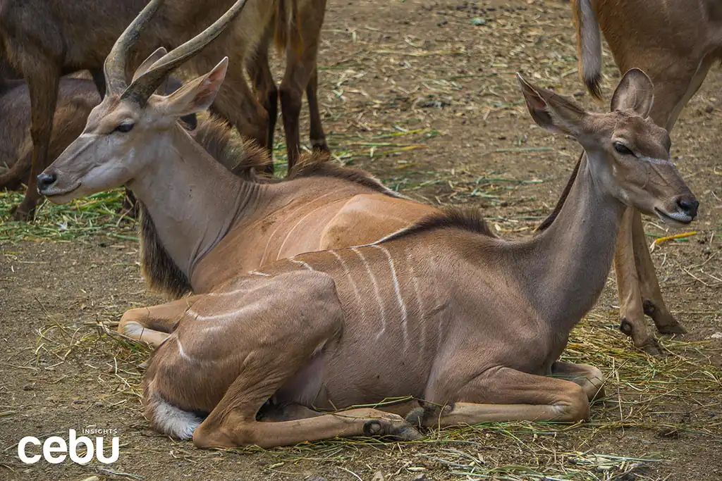 cebu safari and adventure park hours