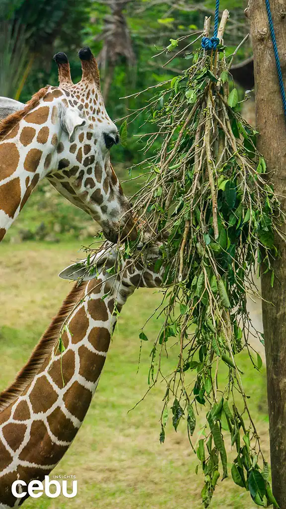 cebu safari and adventure park hours