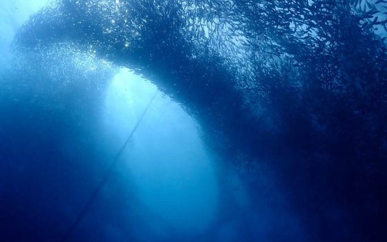 Sardine Run at Moalboal