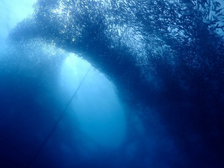 Sardine Run at Moalboal