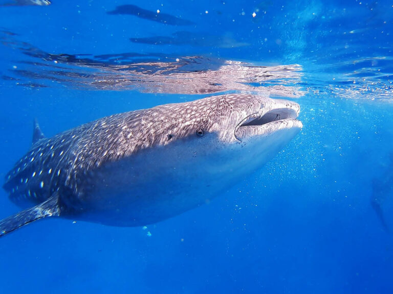 Whale sharks in Oslob