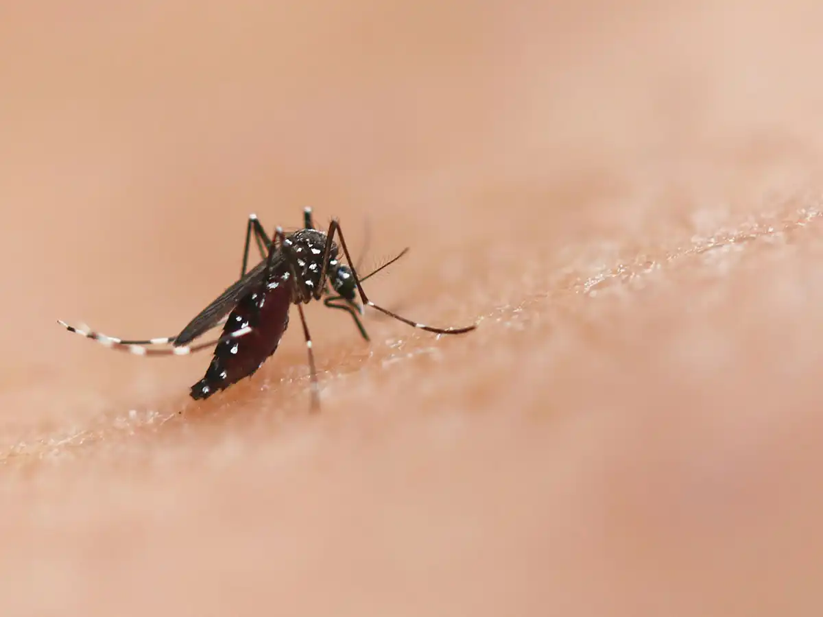 Closeup shot of a mosquito known for carrying dengue in the Philippines