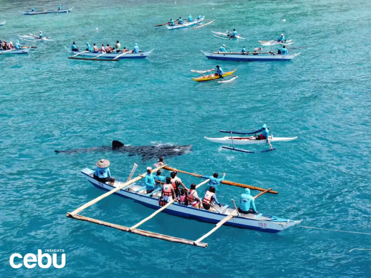 Drone shot of the whale shark watching activities in southern Cebu province