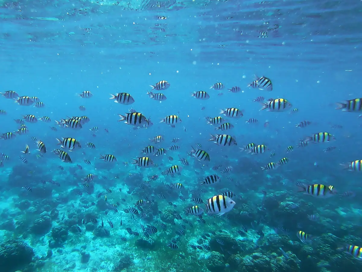 olango-island Underwater scene at Olango Island