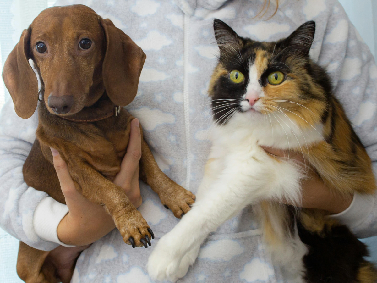 Photo of a cat and dog used to promote the pet registration drive