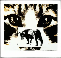 Chimere Chateauneuf-du-Pape