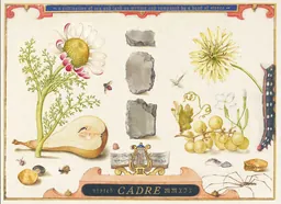 Cadre Band of Stones Gruner Veltliner