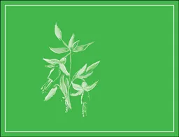 Arnot-Roberts Sauvignon Blanc