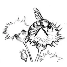 Willamette Valley Chardonnay