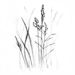 Wirtz Vineyard Pinot Gris