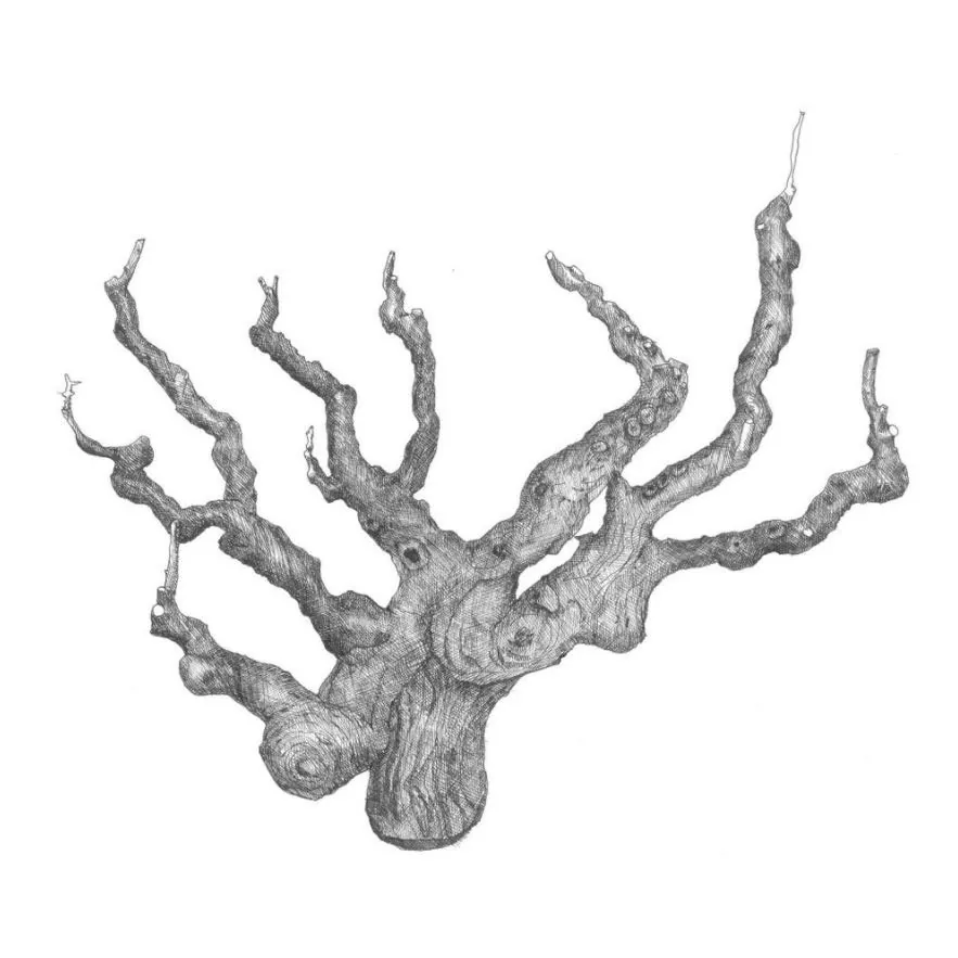 Alexander Valley Carignan Bottle