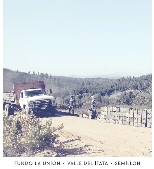 Fundo La Union Semillon Bottle