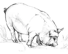 Willamette Valley Pinot Noir Bottle