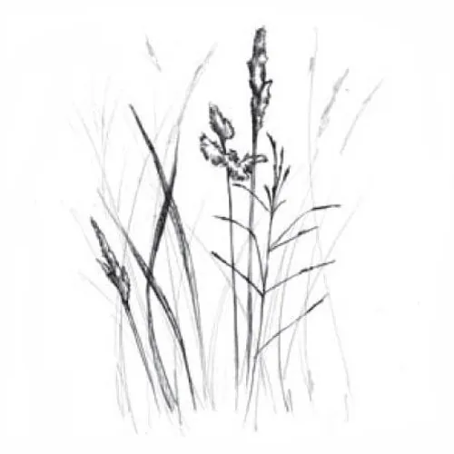 Wirtz Vineyard Pinot Gris Bottle