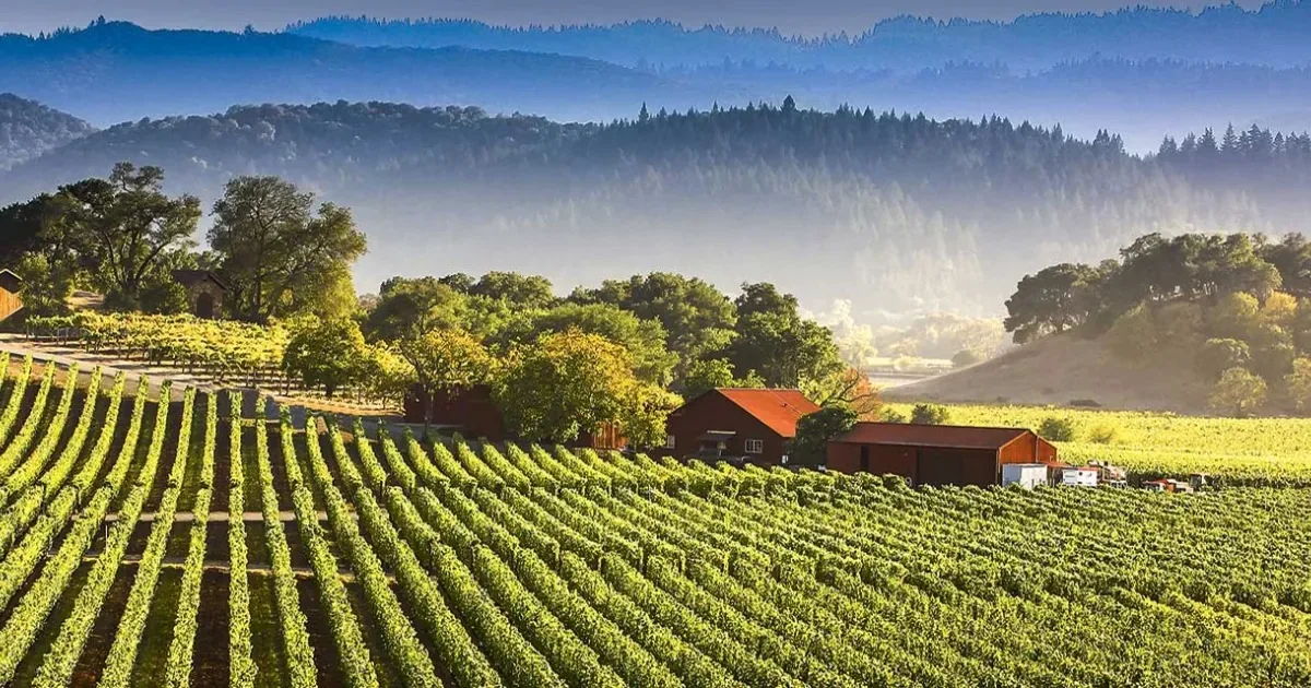 North Java California Lake County Wines | North Coast, California | CellarCharts
