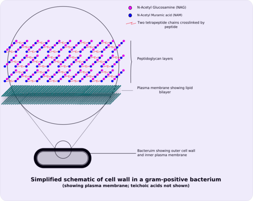 c diff bacterial lipid bi-later membrane and cell wall configuration The CWB2 Wall-Anchoring Module Is Revealed by the Crystal Structures of the Clostridium difficile Cell Proteins Cwp8 Cwp6 Bacteria Cell Wall & Cell