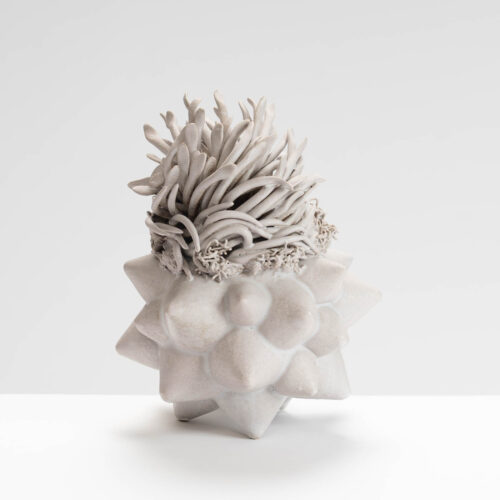 AH558Y3 White St John Pollen