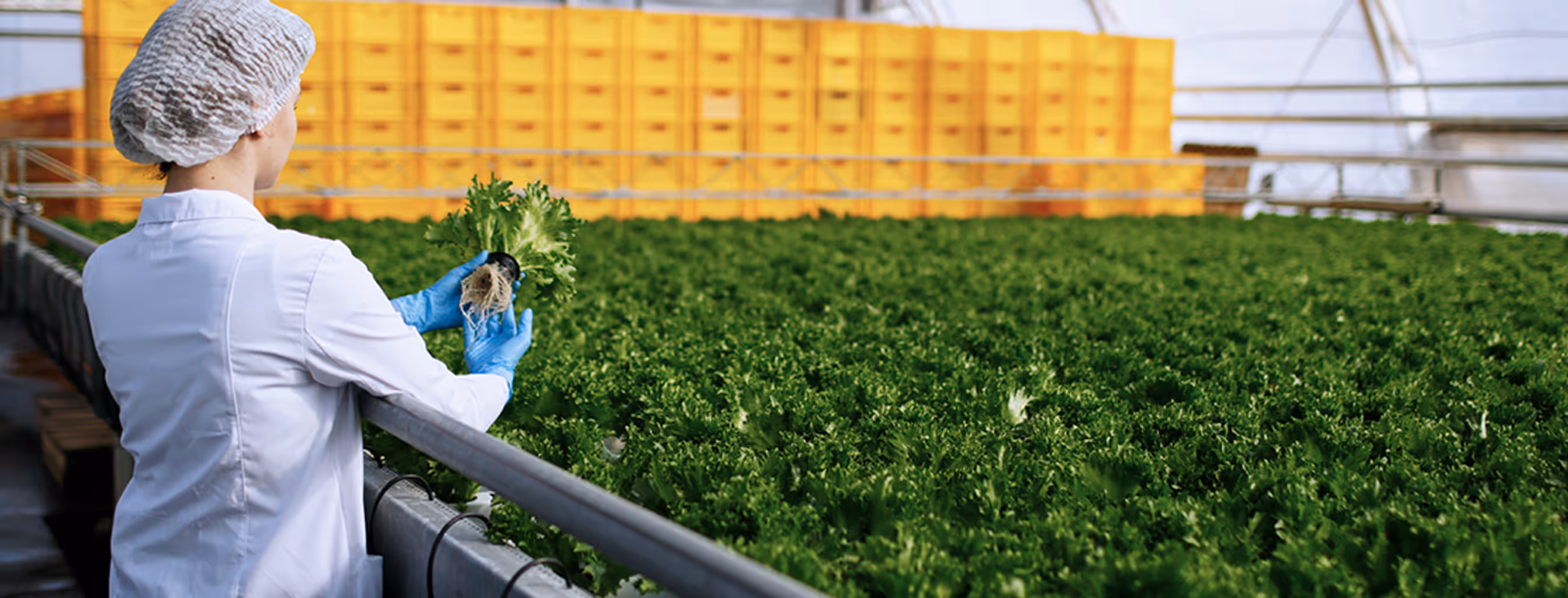 Cómo implementar un sistema eficaz de gestión de calidad alimentaria