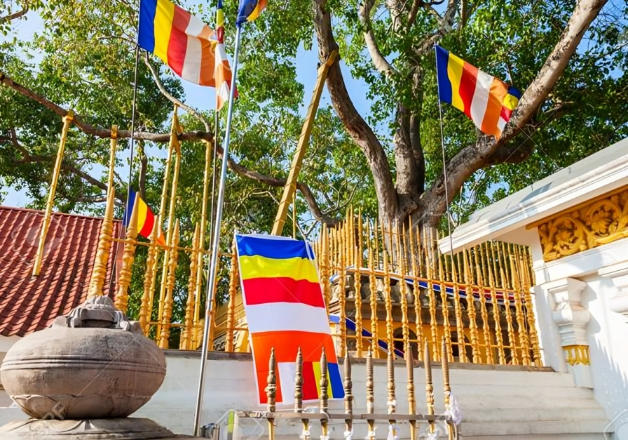 The Sacred Grove Unveiled The Incredible History of the Oldest Bodhi Tree