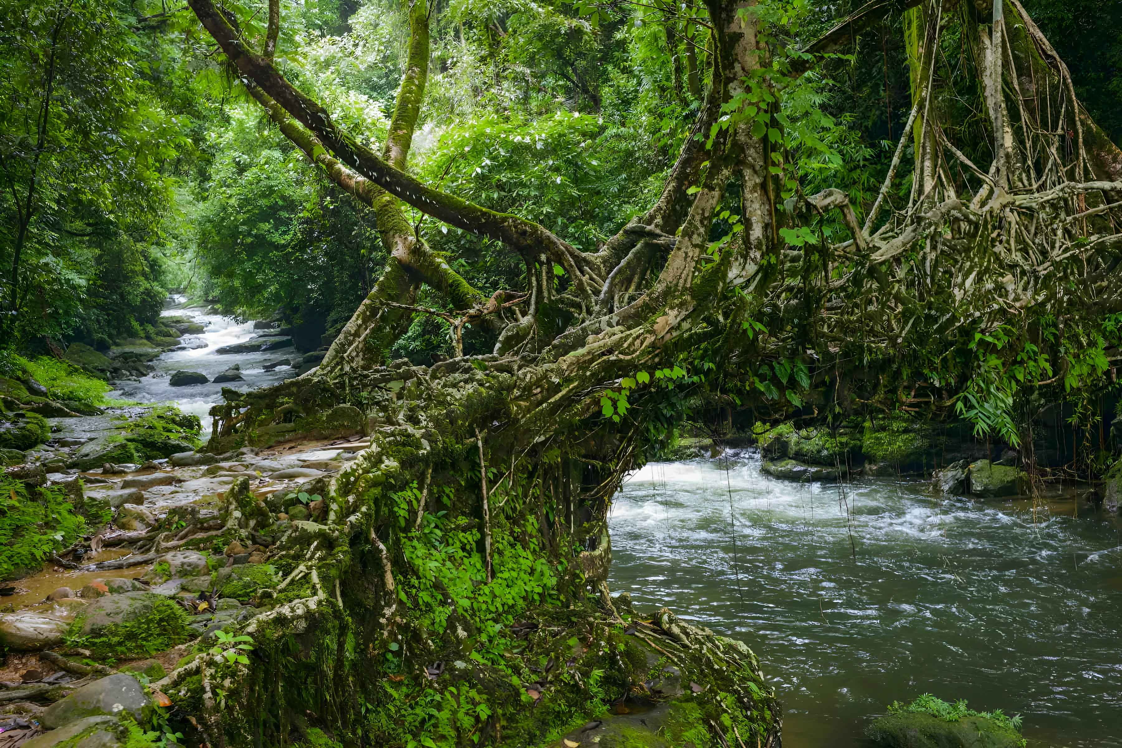 Root Bridge Design India's Double Decker Root Bridges Living Architecture Wonders
