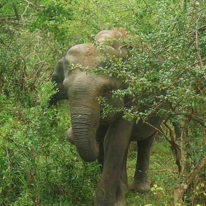 Minneriya — photo 3