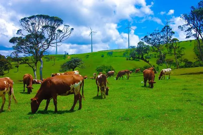 Nuwara Eliya — photo 3