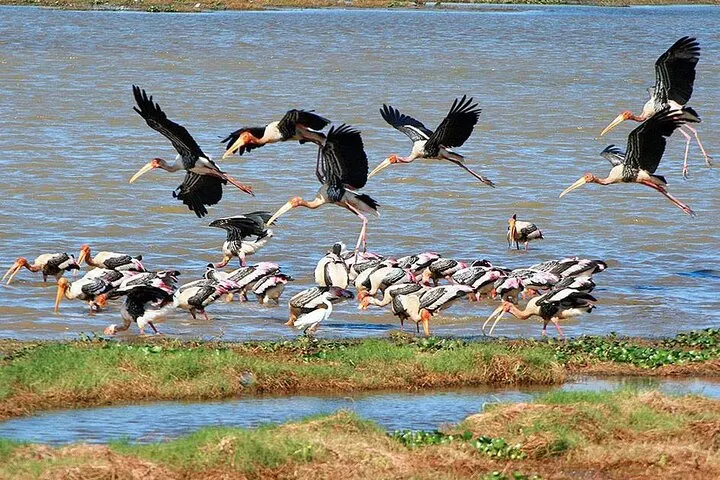 Early-Morning Birding Safari