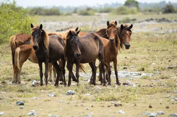 Wild Horses and Baobabs on Delft Island