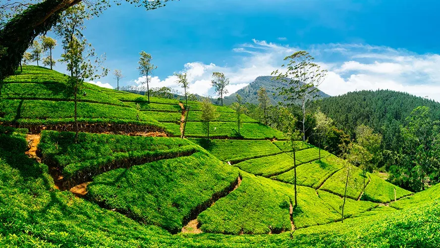  A High-Grown Tea Factory Tour & Tasting