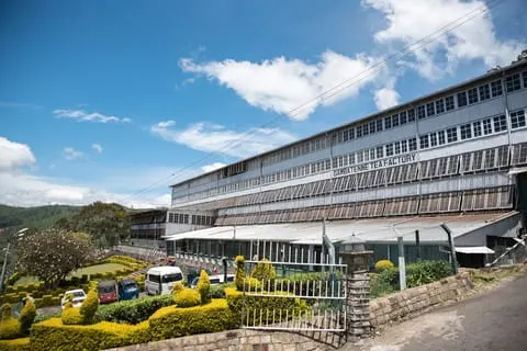 Dambatenne Tea Factory Tour