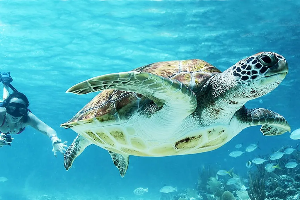 Snorkelling at Turtle Bay & the Reefs