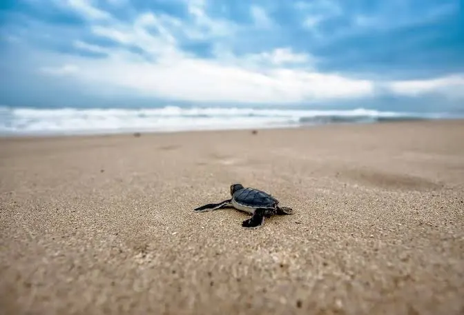 Release a Hatchling at the Turtle Hatchery