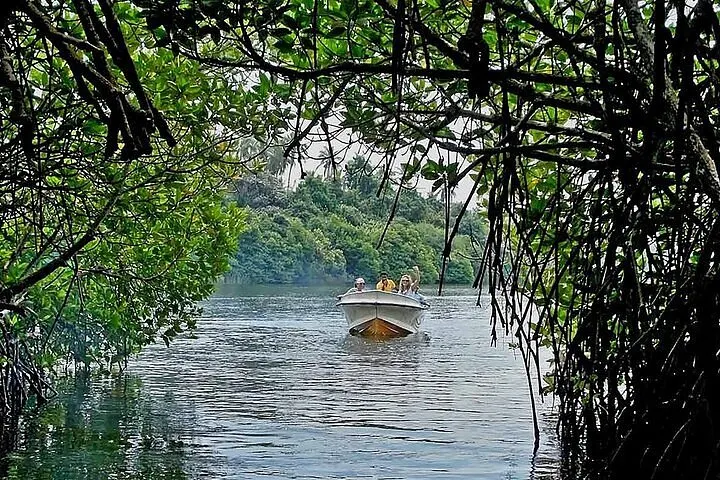 Bentota River Mangrove Safari